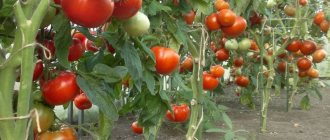 Идеальный сорт для начинающих огородников — томат «рома» f1. описание, характеристика и фото помидор «рома» vf