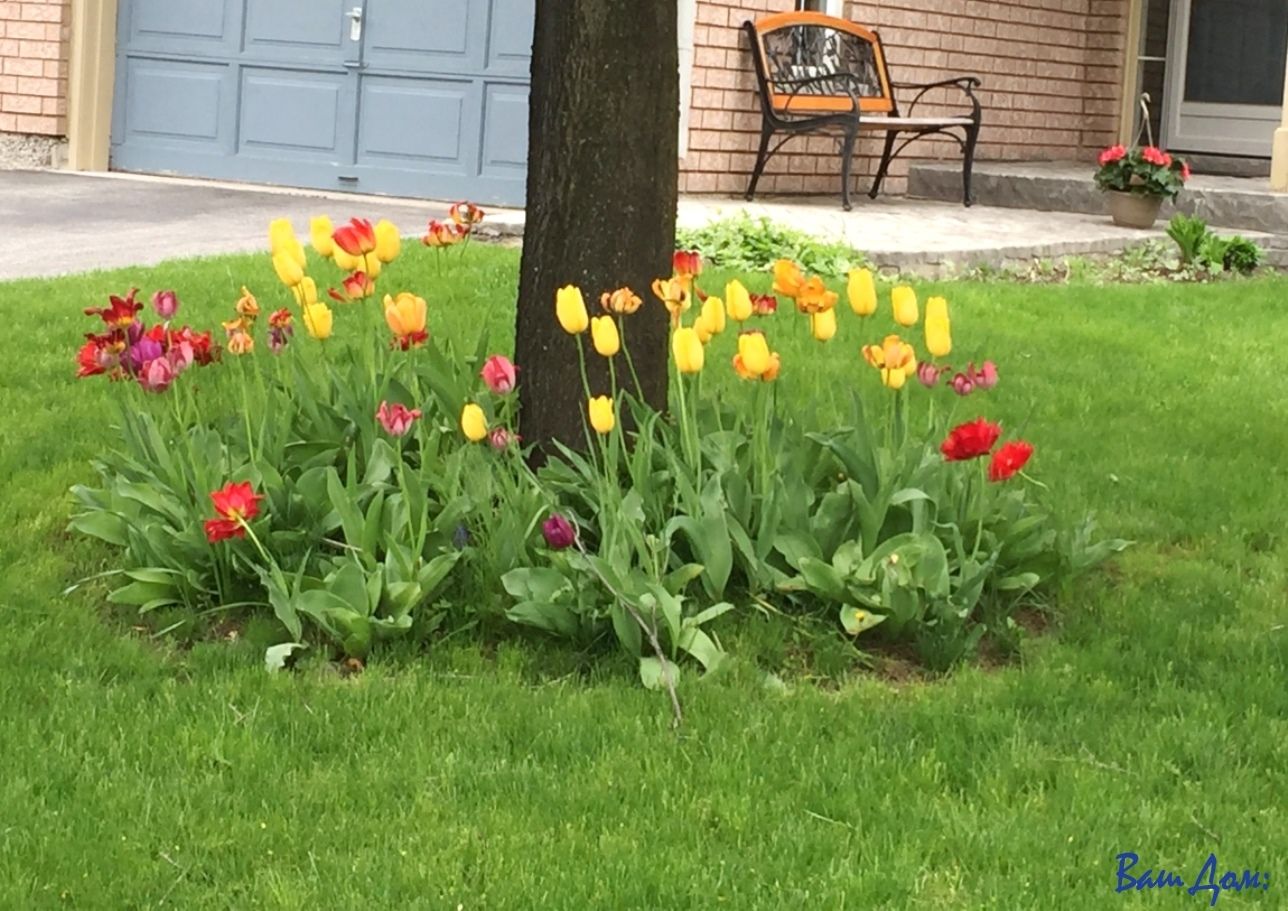 Как красиво посадить тюльпаны на участке: фото дизайна клумб в саду