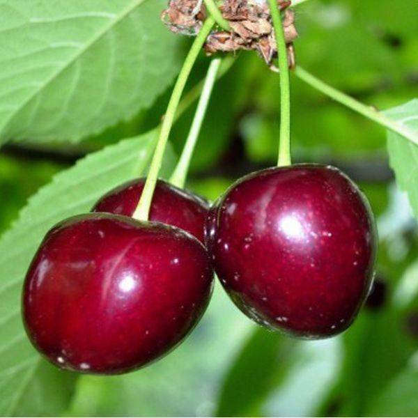 Описание и технология выращивания вишни сорта Шубинка