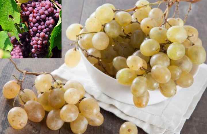 Сладкое создание ионийцев: виноград сорта аттика