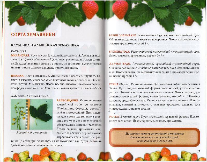 ✅ о клубнике максим: описание и характеристики сорта, посадка, уход, выращивание - tehnomir32.ru