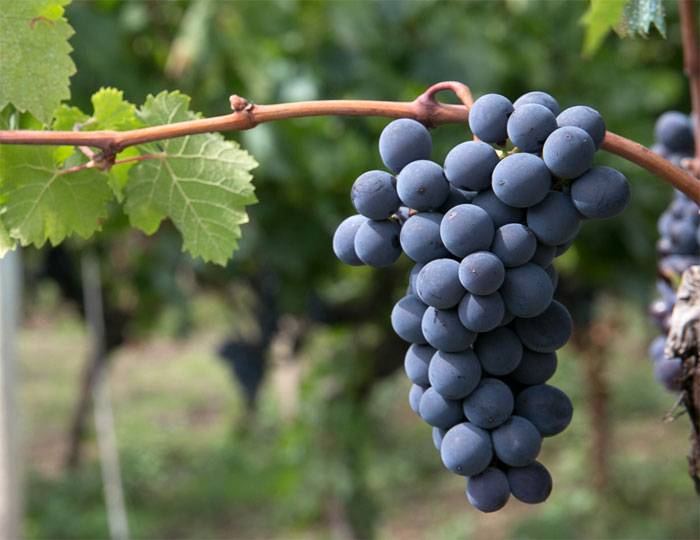 Виноград тасон: описание сорта с характеристикой и отзывами, особенности посадки и выращивания, фото