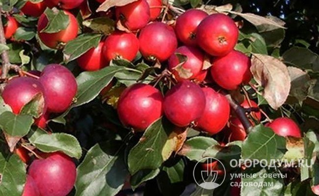 Яблоня недзвецкого: особенности сорта и ухода