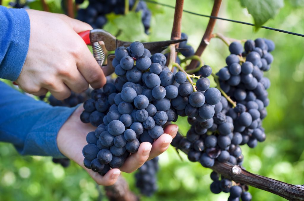 Саперави северный — один из традиционных тёмных сортов винограда для вина