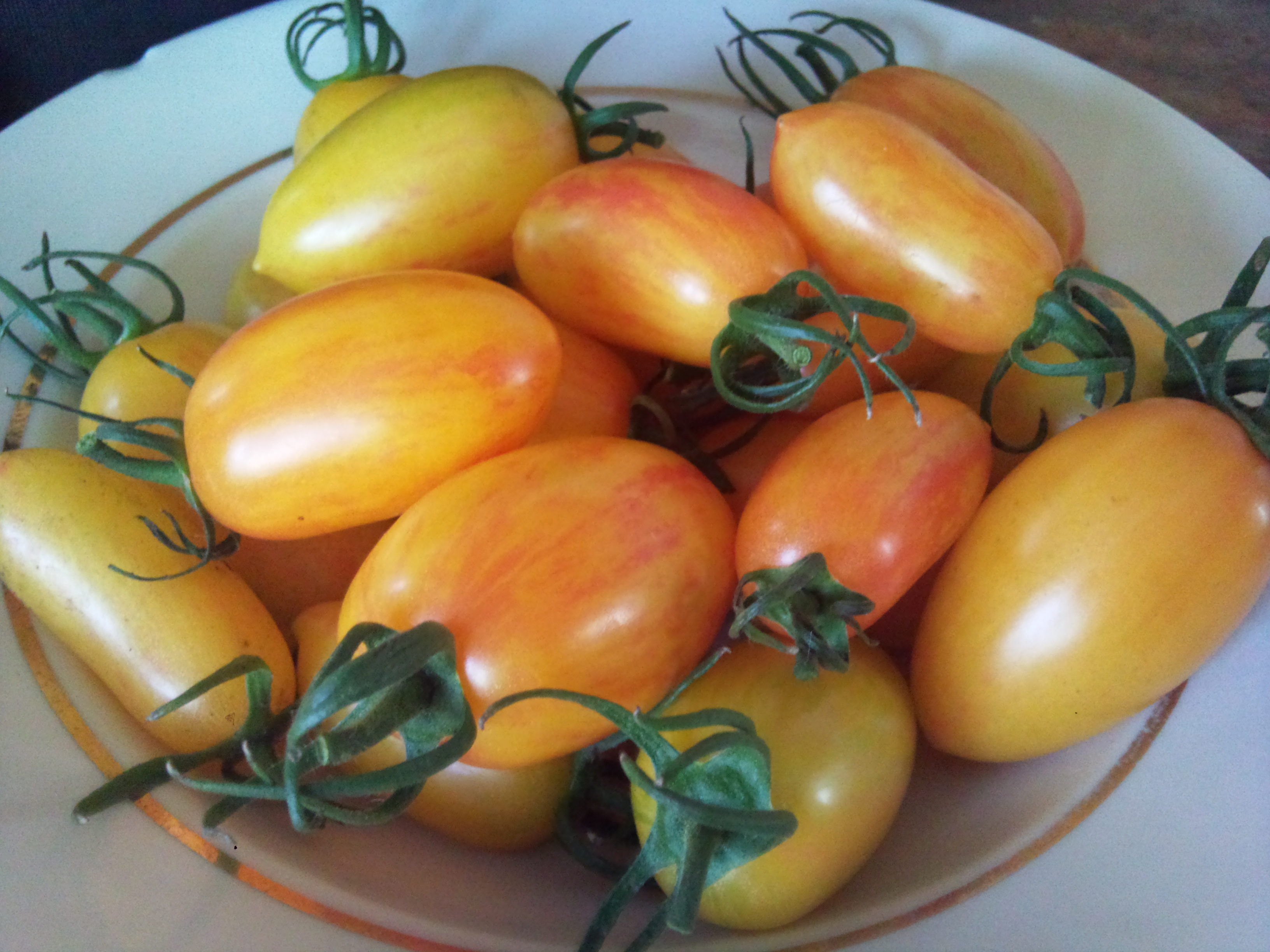 Описание сорта томата стыдливый румянец, особенности выращивания и ухода – дачные дела