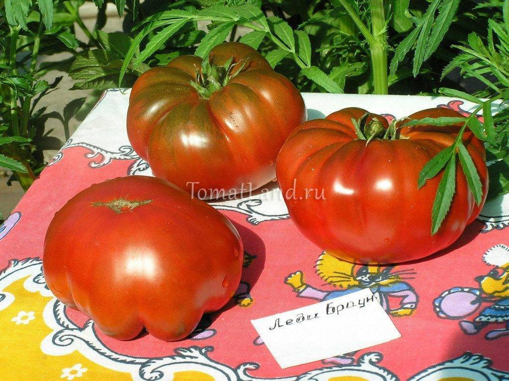 Томат "анюта f1": описание и характеристика сорта, фото помидоров, особенности выращивания русский фермер