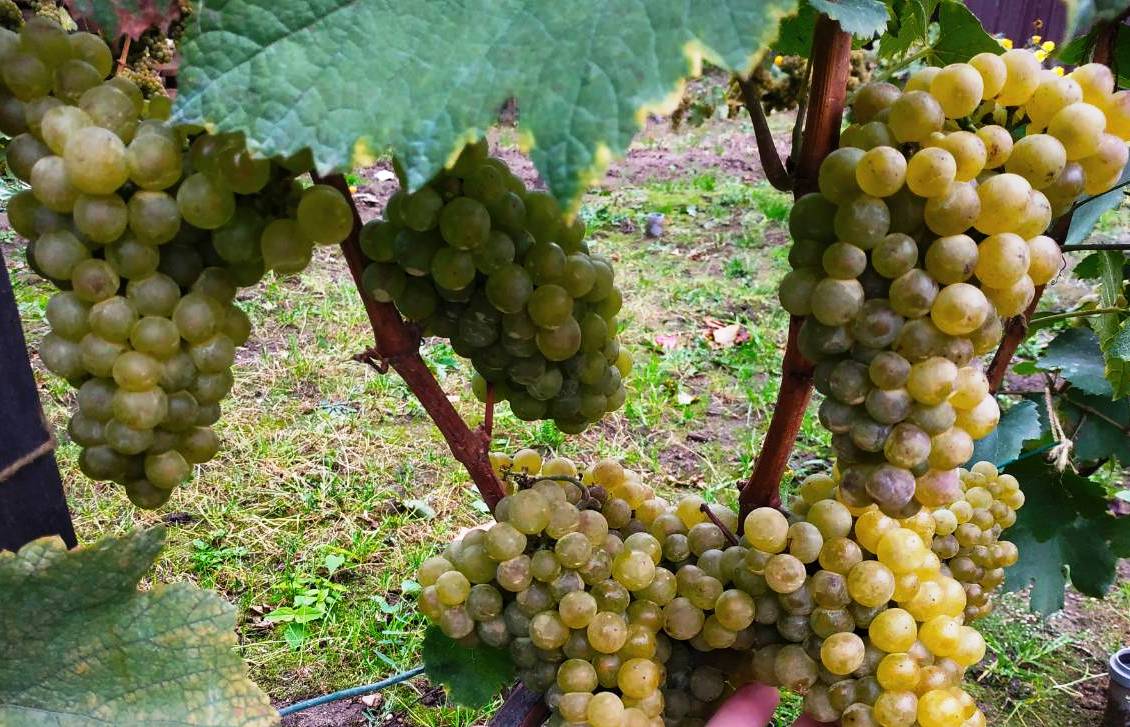 Сорт винограда шардоне: описание сорта, фото, отзывы