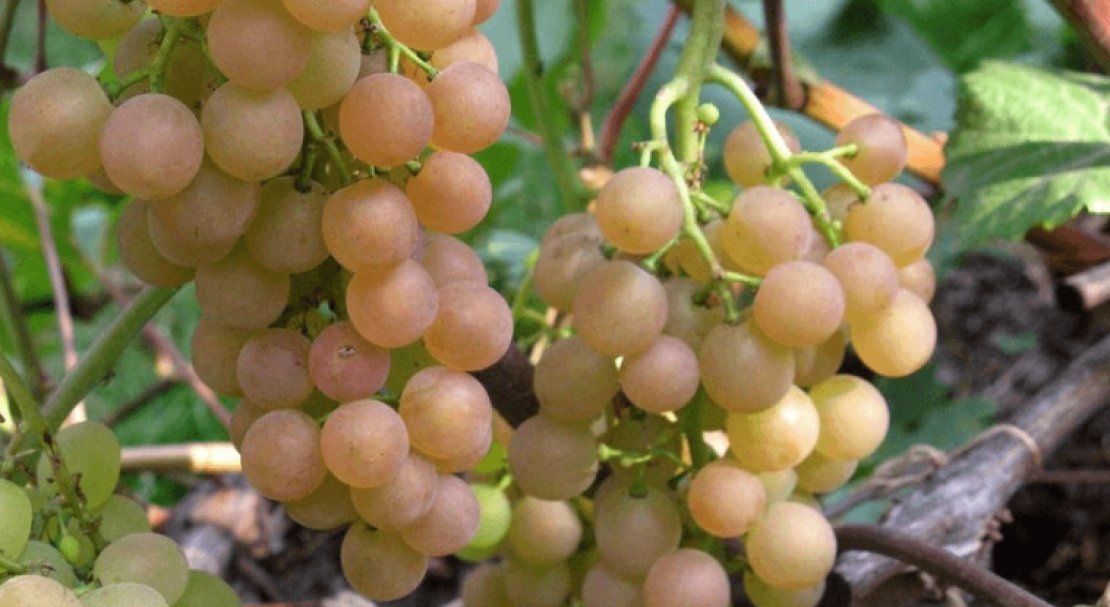 «платовский» — технический морозостойкий сорт винограда