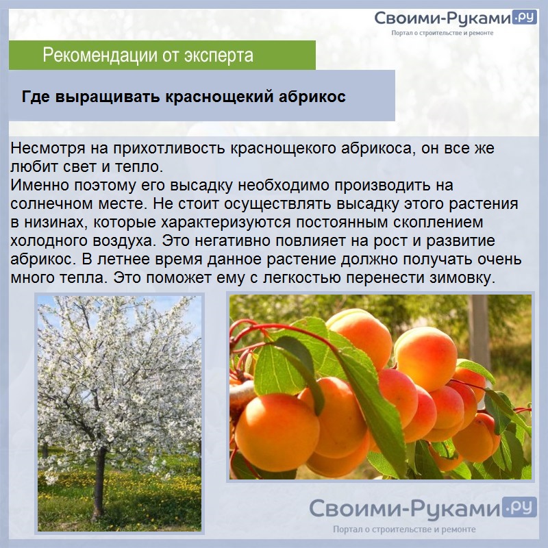 Персик: выращивание из косточки в домашних условиях, особенности ухода для средней полосы и других регионов | (фото & видео) +отзывы