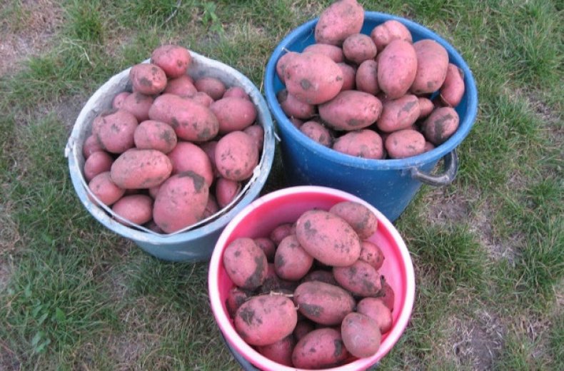 Среднеранний сорт картофеля «лилли» с высокой урожайностью