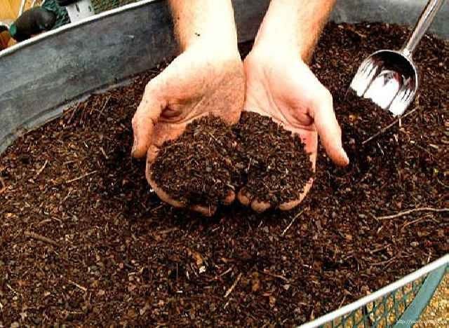 Выращивание топинамбура
