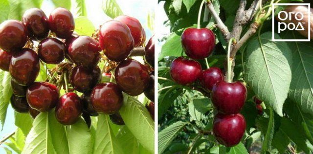 ᐉ как выбрать лучший самоплодный сорт черешни и вишни для подмосковья - roza-zanoza.ru