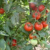 Уникальный гибридный сорт томата — «спасская башня» f1