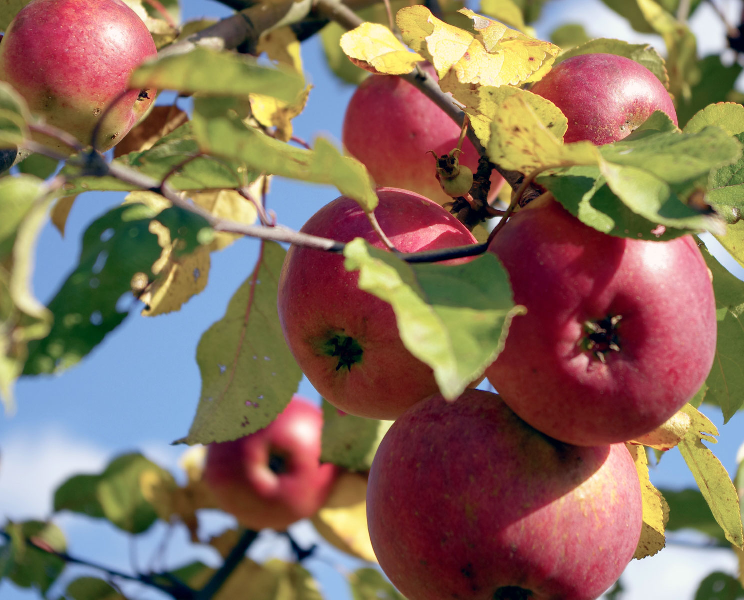 Описание канадского сорта яблони макинтош