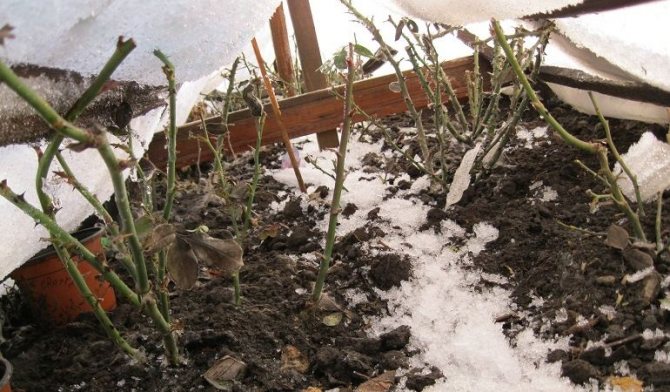 Розмарин выращивание в открытом грунте в подмосковье: как укрыть на зиму, виды и сорта, обрезка, посадка и уход на даче