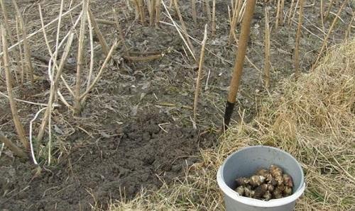 Топинамбур или земляная груша - что это такое, особенности выращивания, как сажать и выращивать на даче, фото