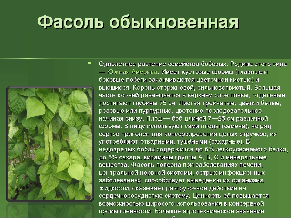 Бобовое растение фасоль: фото разновидностей, названия, характеристика и описание сортов, посадка и условия выращивания