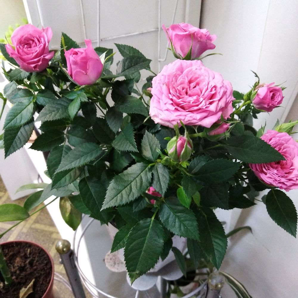 Комнатная роза (56 фото): уход за растением в горшке в домашних условиях, виды и сорта комнатных роз. как обрезать мини-розу?