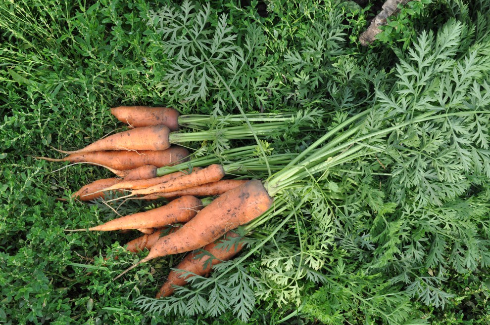 Кудрявится морковь: что делать, почему, основные причины, видео