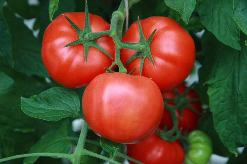 Описание сорта томата гравитет, особенности выращивания и ухода – дачные дела