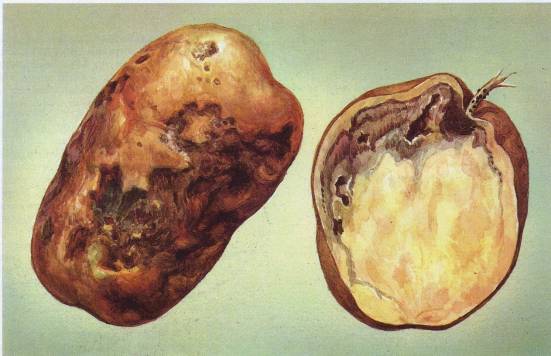 Болезни картофеля: характерные симптомы и методы лечения