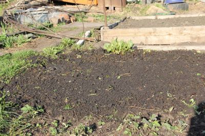 Как правильно выращивать щавель в открытом грунте - сад и огород