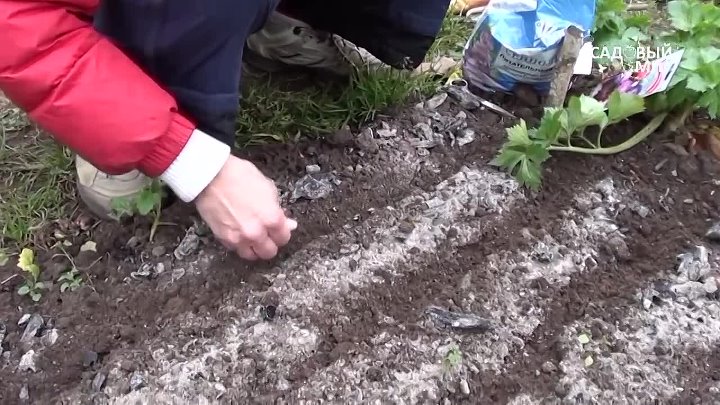 Высадка астр в грунт. Посев астр под зиму. Высадка астр в открытый грунт.