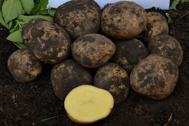 Описание и характеристика сорта картофеля Санте, правила посадки и уход
