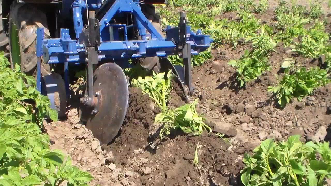 Преимущества посадки и обработки картофеля мотоблоком, техника выполнения