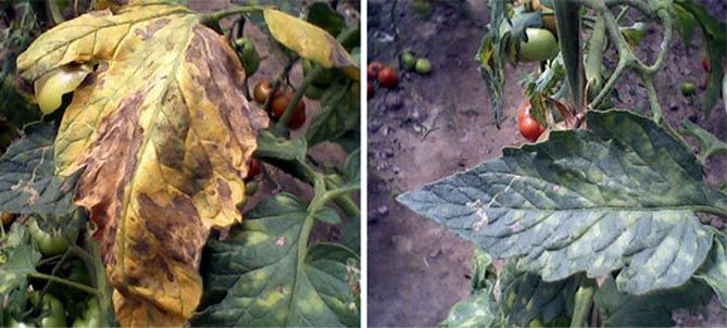 Болезни и вредители томатов: фото и борьба с ними