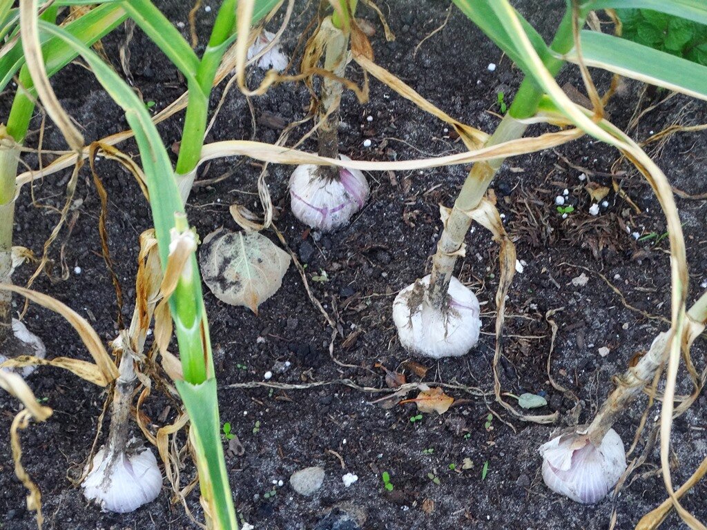 Выращивание озимого чеснока в открытом грунте – личный опыт