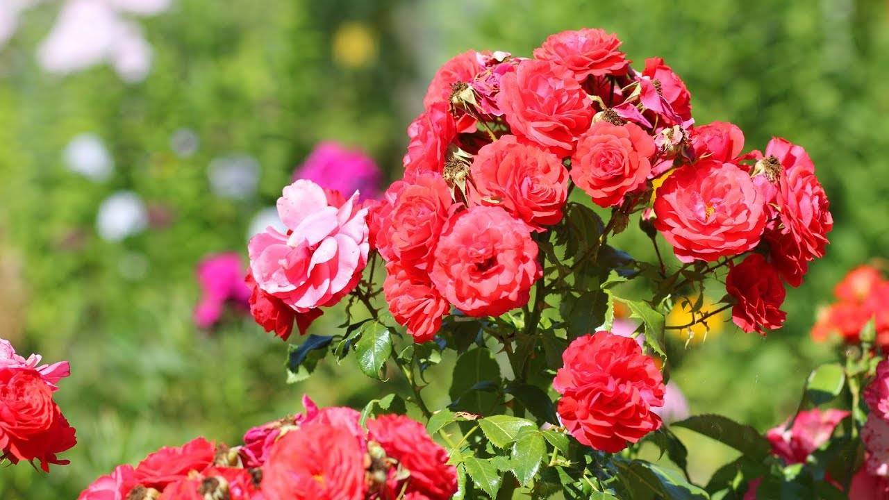 Роза флорибунда: фото и описание популярных сортов, особенности посадки и ухода в открытом грунте, размножение