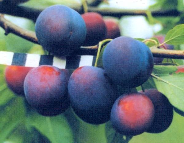 Описание сливы сорта Маньчжурская красавица, опылители и тонкости выращивания