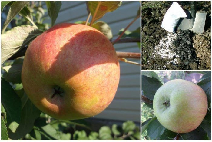 Характеристика яблони сахарный аркад: описание, фото