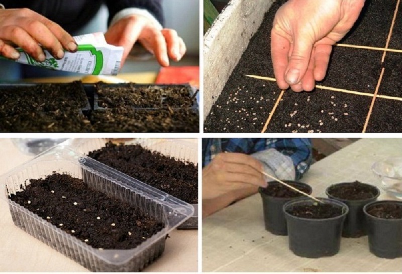 Как правильно сеять семена помидоров на рассаду, пошаговое руководство и этапы