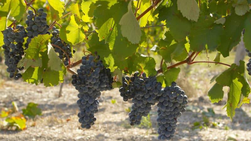 Виноград страшенский — надёжный высокоурожайный сорт