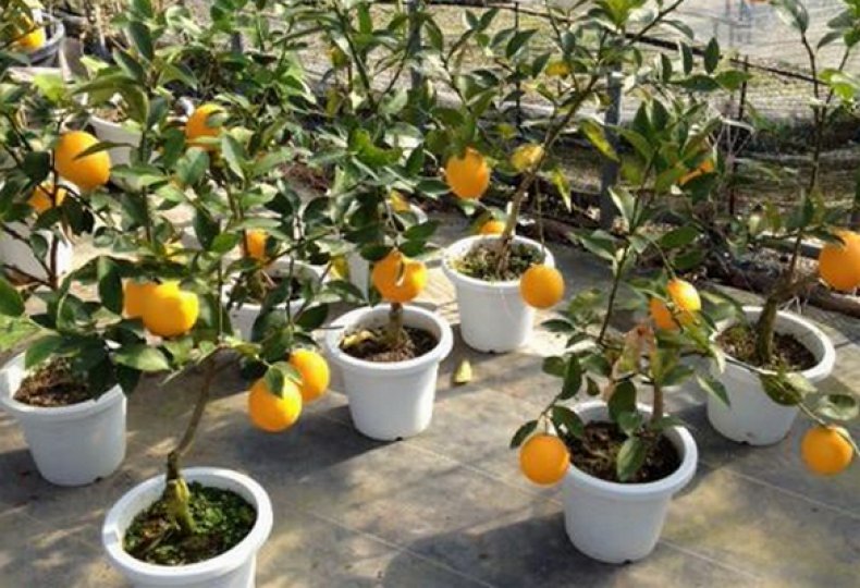 Выращивание апельсина из косточки в домашних условиях, в том числе комнатного: посадка, уход, сорта и виды, борьба с вредителями и болезнями