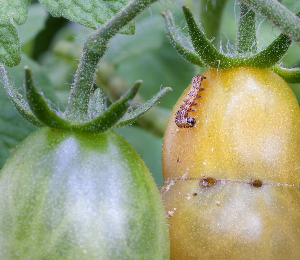 Эффективные методы борьбы с белокрылкой на помидорах в теплице