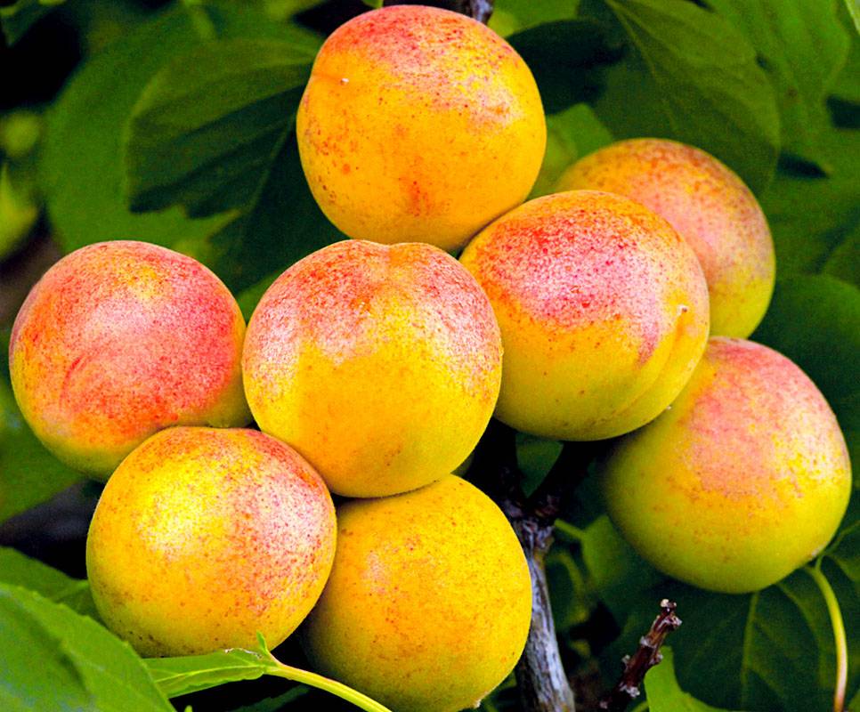 Описание и характеристики сорта абрикоса академик, посадка, выращивание и уход