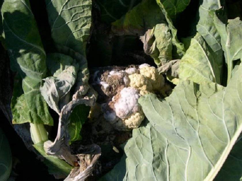 Вредители капусты: фото с описанием и способы борьбы с ними