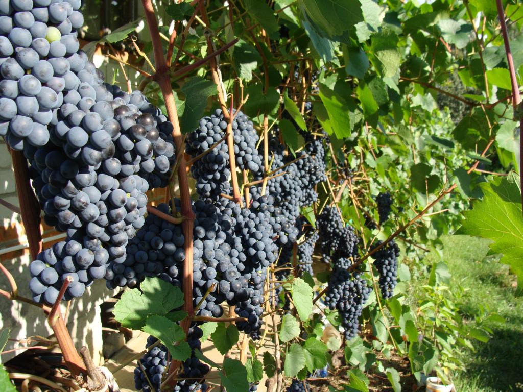 Виноград саперави северный: описание, фото и отзывы