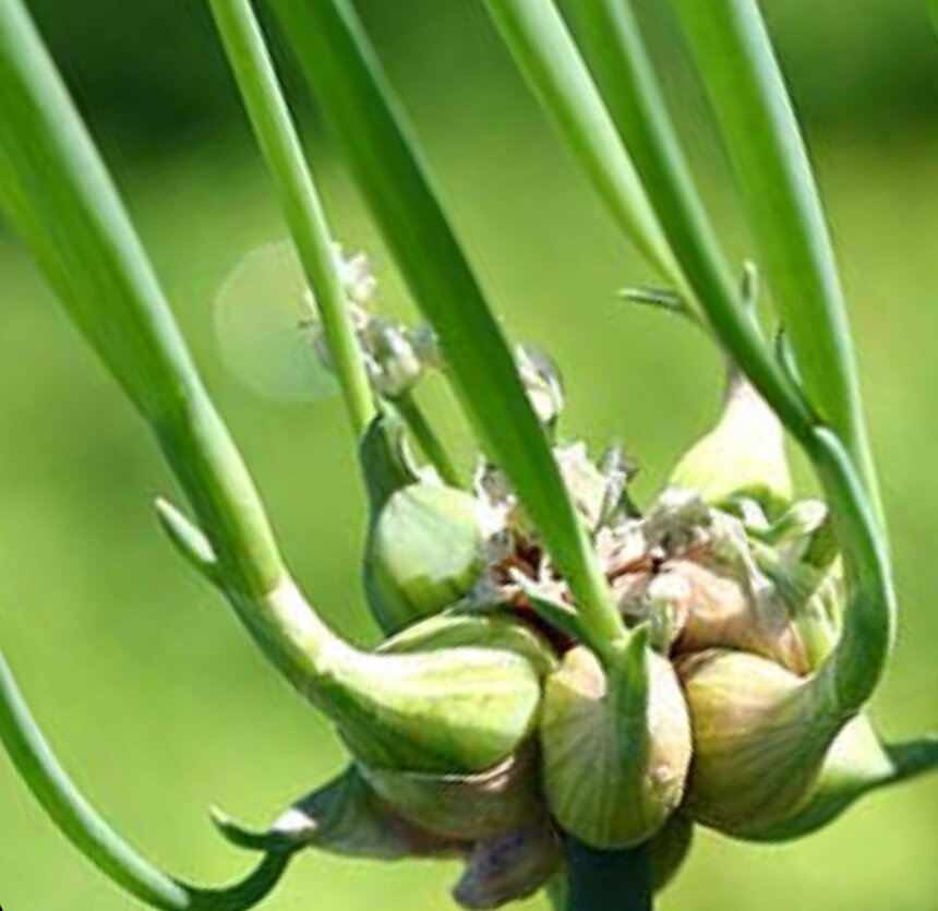 Что такое многоярусный лук и как его выращивают?