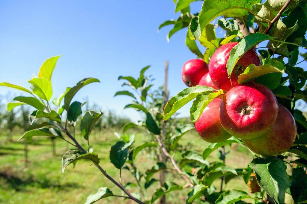 О яблоне мантет: описание и характеристики сорта, посадка, уход, выращивание