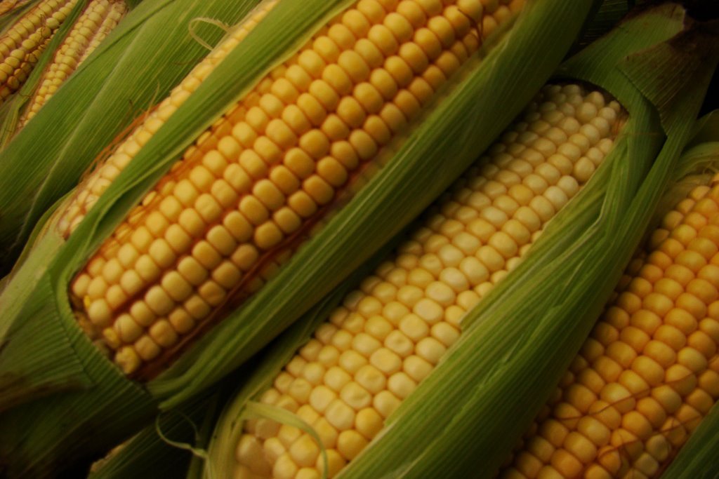 Отличия фуражной и пищевой кукурузы - дневник садовода amparagroup.ru