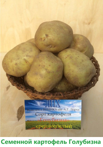 Описание и характеристики сорта картофеля Голубизна, выращивание и уход