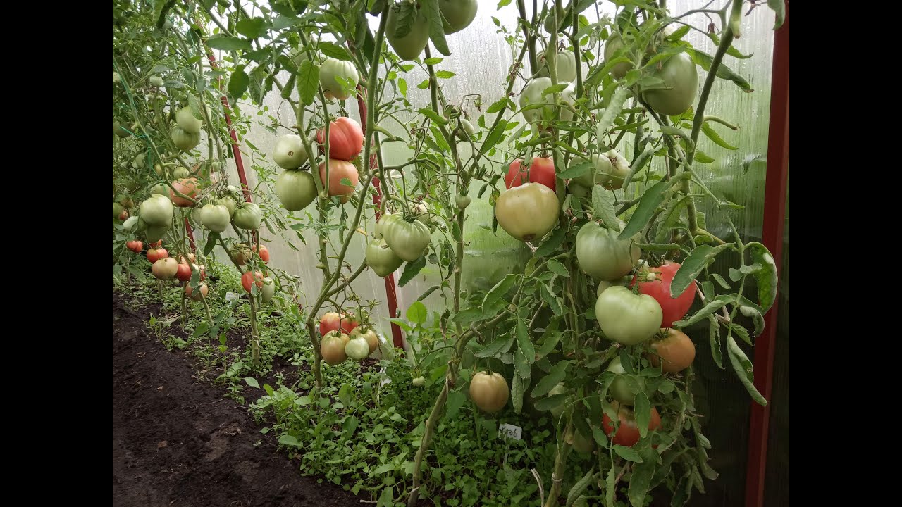 Новые сорта томатов на 2021 год - выбираем лучшее! | красивый дом и сад
