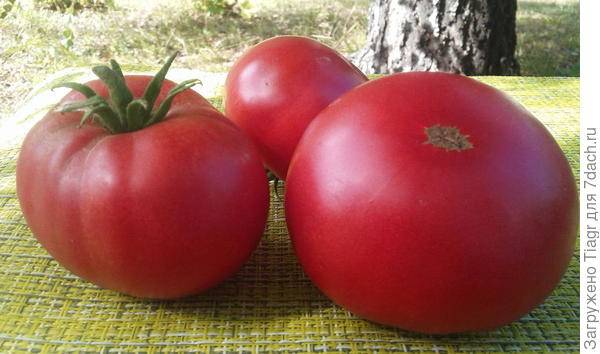 Описание томата клондайк и особенности выращивания