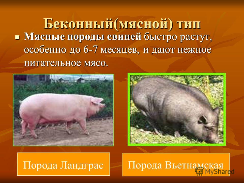 Породы свиней - обзор самых продуктивных видов и их описание