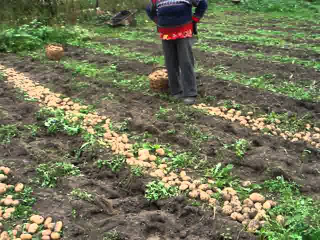 Посадка картофеля по миттлайдеру: выращивание в русском варианте в ящиках и на грядках по митлайдеровскому методу