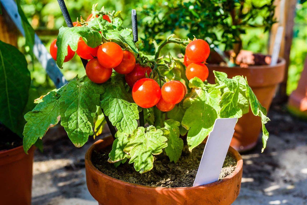 Как выращивать помидоры и огурцы на балконе или подоконнике городской квартиры: как посадить и затем ухаживать за этими овощами в домашних условиях? русский фермер